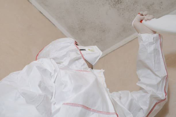 Best Post-Flood Mold Remediation in Tea, SD